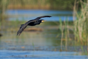 Cormorant (Phalacrocorax carbo) flying low to land on a lake in the Somerset Levels in Somerset, United Kingdom. 