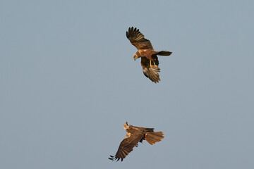 Marsh Harriers (Circus aeruginosus) engaged in aerial display over the Somerset Levels in the United Kingdom