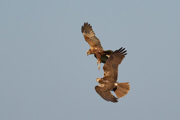 Marsh Harriers (Circus aeruginosus) engaged in aerial display over the Somerset Levels in the United Kingdom