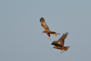 Marsh Harriers (Circus aeruginosus) engaged in aerial display over the Somerset Levels in the United Kingdom
