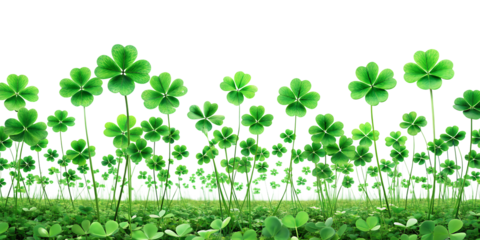  A clover field for St. Patrick's Day isolated on white background, PNG . AI GENERATED