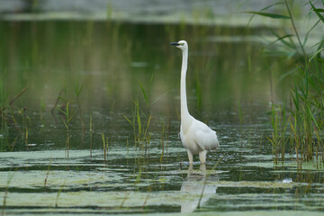 Great White Egret (Ardea alba) hunting amongst the marshland of Ham Wall nature reserve in the Somerset Levels, United Kingdom.