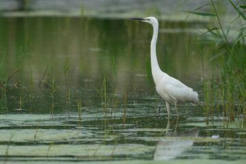 Fototapeta premium Great White Egret (Ardea alba) hunting amongst the marshland of Ham Wall nature reserve in the Somerset Levels, United Kingdom.