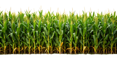  A cornfield isolated on white background, PNG. AI GENERATED