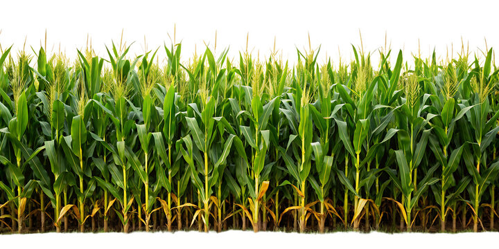  A cornfield isolated on white background, PNG. AI GENERATED
