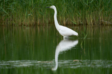 Great White Egret (Ardea alba) hunting amongst the marshland of Ham Wall nature reserve in the Somerset Levels, United Kingdom.