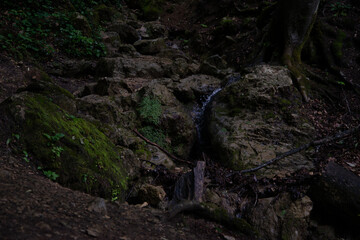 Early morning. Beautiful nature in a mountain forest.