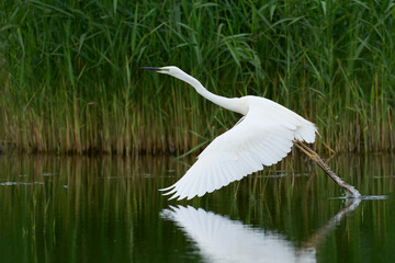 Great White Egret (Ardea alba) taking off from water in the marshland of Ham Wall nature reserve in the Somerset Levels, United Kingdom.