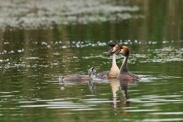 Great Crested Grebes (Podiceps cristatus) with a chick swimming on a lake at Ham Wall nature reserve in Somerset, United Kingdom.