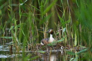 Obraz premium Great Crested Grebe (Podiceps cristatus) on a nest set amongst reeds at Ham Wall in Somerset, United Kingdom.