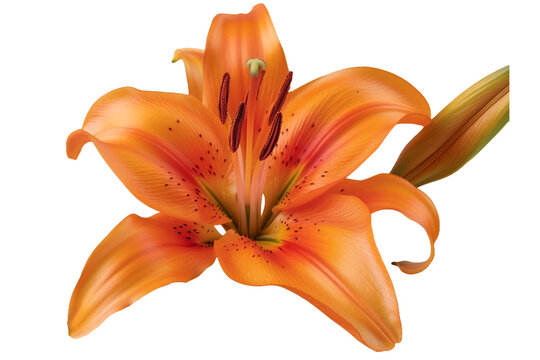 Orange lily isolated on transparent background