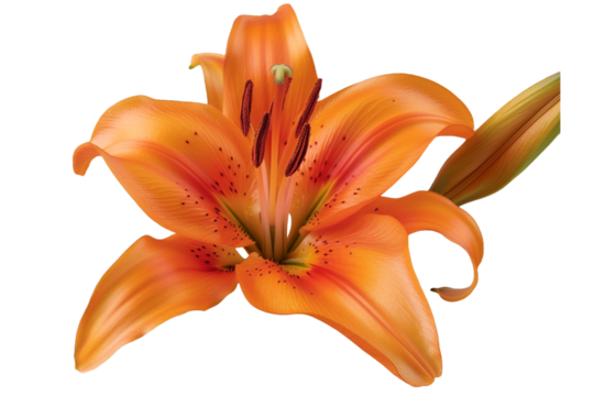 Orange lily isolated on transparent background