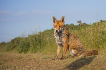 Red fox in open landscape taken with a wide-angle lens