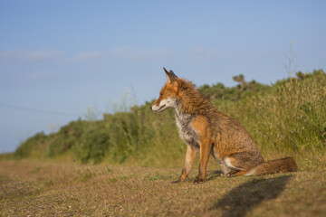 Red fox in open landscape taken with a wide-angle lens
