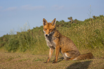 Red fox in open landscape taken with a wide-angle lens