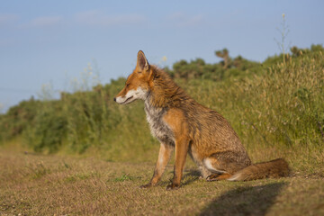 Red fox in open landscape taken with a wide-angle lens