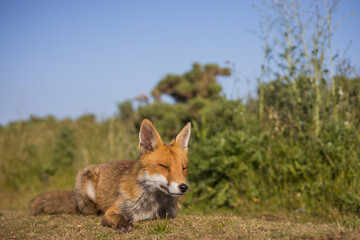 Fototapeta premium Red fox in open landscape taken with a wide-angle lens
