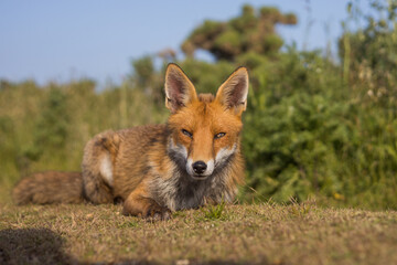 Red fox in open landscape taken with a wide-angle lens