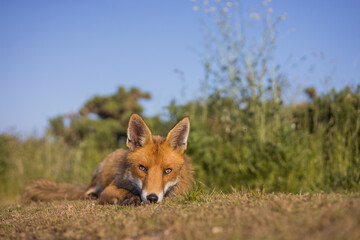 Red fox in open landscape taken with a wide-angle lens