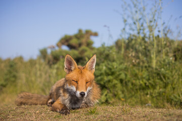 Red fox in open landscape taken with a wide-angle lens