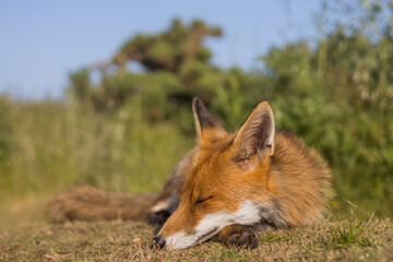 Red fox in open landscape taken with a wide-angle lens