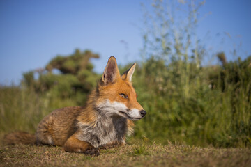 Red fox in open landscape taken with a wide-angle lens