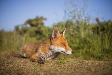 Red fox in open landscape taken with a wide-angle lens