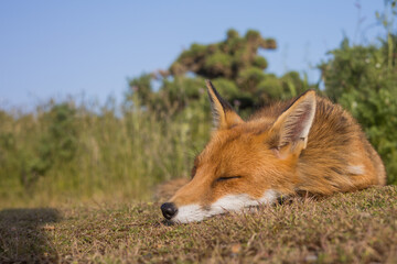 Red fox in open landscape taken with a wide-angle lens