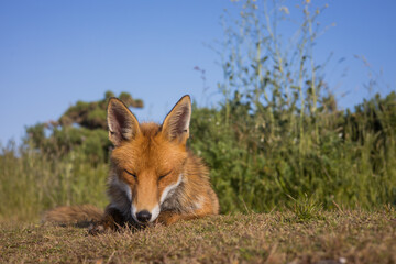 Red fox in open landscape taken with a wide-angle lens