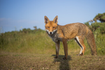 Red fox in open landscape taken with a wide-angle lens