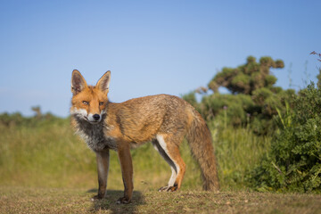 Red fox in open landscape taken with a wide-angle lens