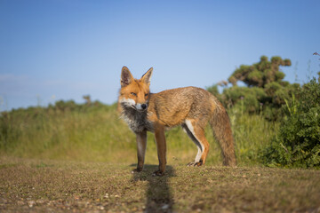 Red fox in open landscape taken with a wide-angle lens