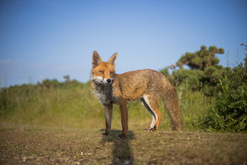Red fox in open landscape taken with a wide-angle lens