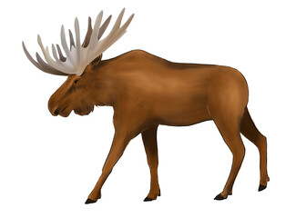 Illustration of walking horned moose isolated 