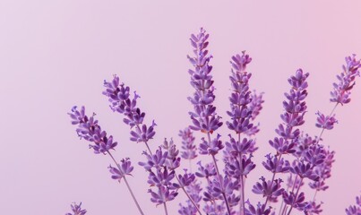 Obraz premium Lavender flower on white background