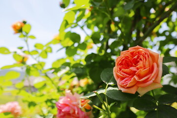 薔薇庭園のアプリコット色の薔薇