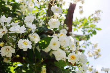 薔薇庭園に咲く白い半八重の薔薇