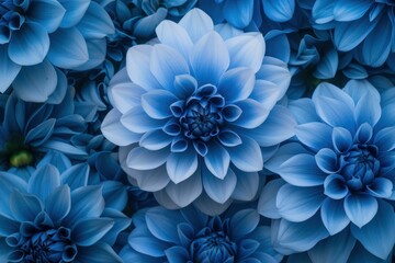 Obraz premium Tranquil close-up shot of vibrant blue dahlia flowers showcasing nature's intricate beauty