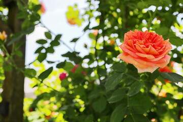 薔薇庭園のアプリコット色の薔薇