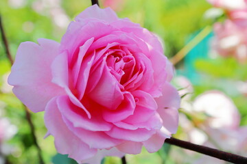 薔薇庭園のピンクの薔薇