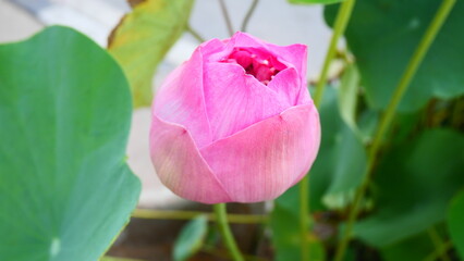 pink lotus flower and green leaves