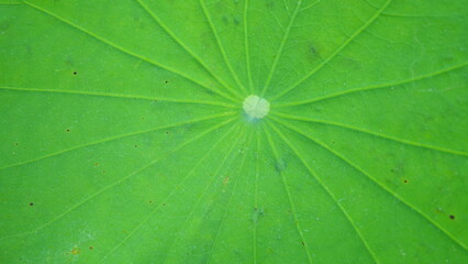green leaf blade of lotus flower