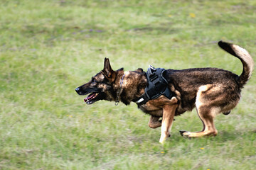 Military dog and military dog trainer, dog team