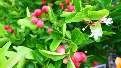 bunch of bengal currant fruits with green leaves