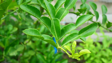 Kaffir lime leaves on its branch