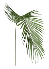 Areca palm leaf png sticker, cut out, transparent background