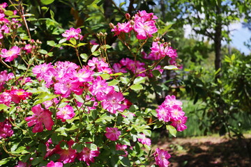 薔薇庭園の一重のピンクの薔薇