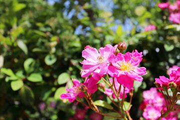 Fototapeta premium 薔薇庭園の一重のピンクの薔薇
