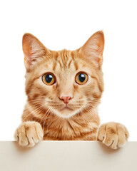 Cute cat holding blank white paper in its paws isolated on white background