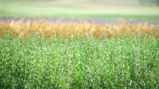 Tarragon. Lush tarragon field with rows of green herbs, herb cultivation, agricultural landscape, culinary ingredients, aromatic herbs. Organic agriculture harvesting agribusiness concept. Slow motion